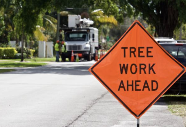 emergency tree removal clark