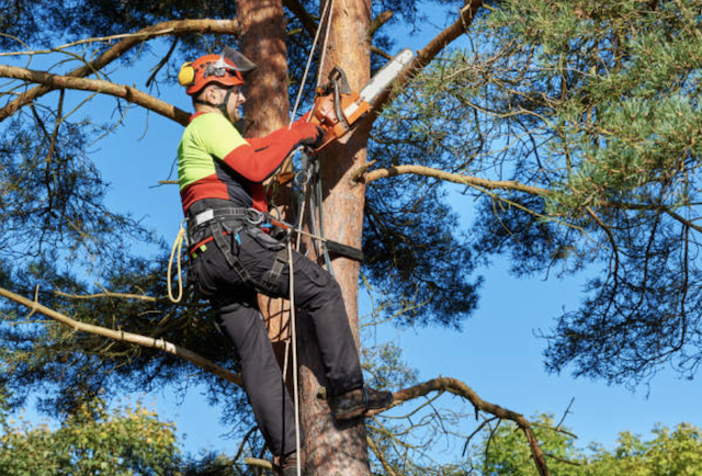 tree pruning clark