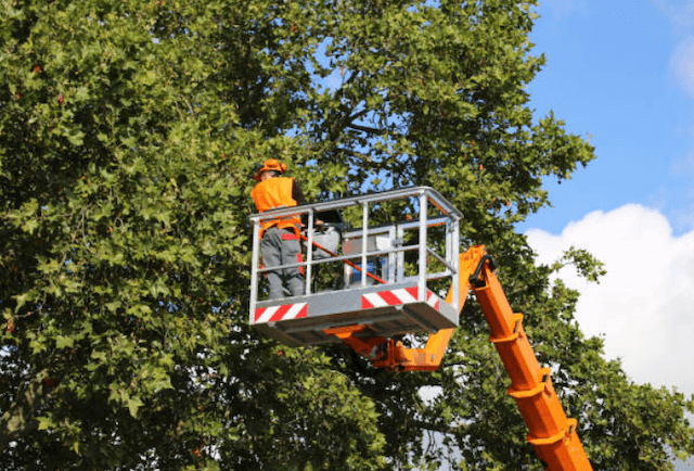 tree trimming Dollars Corner wa