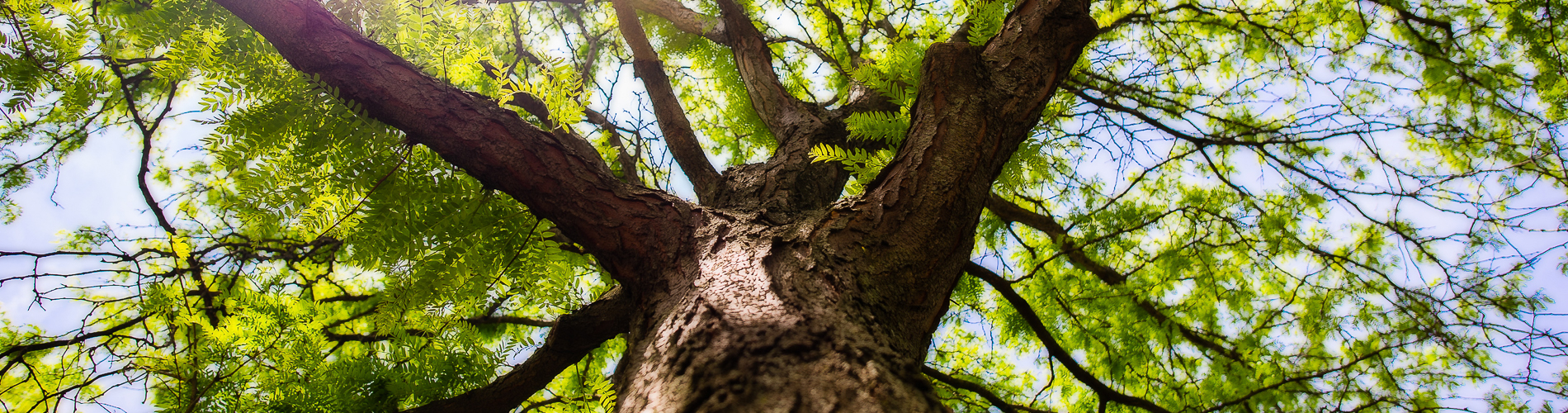 CWA Tree Care