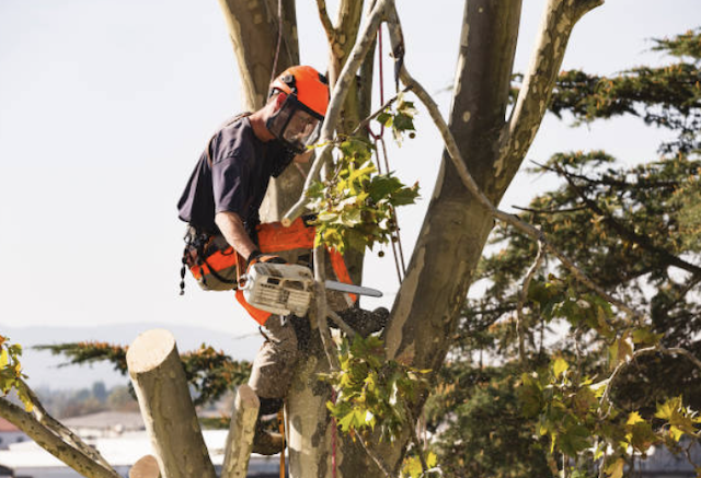 tree removal clark