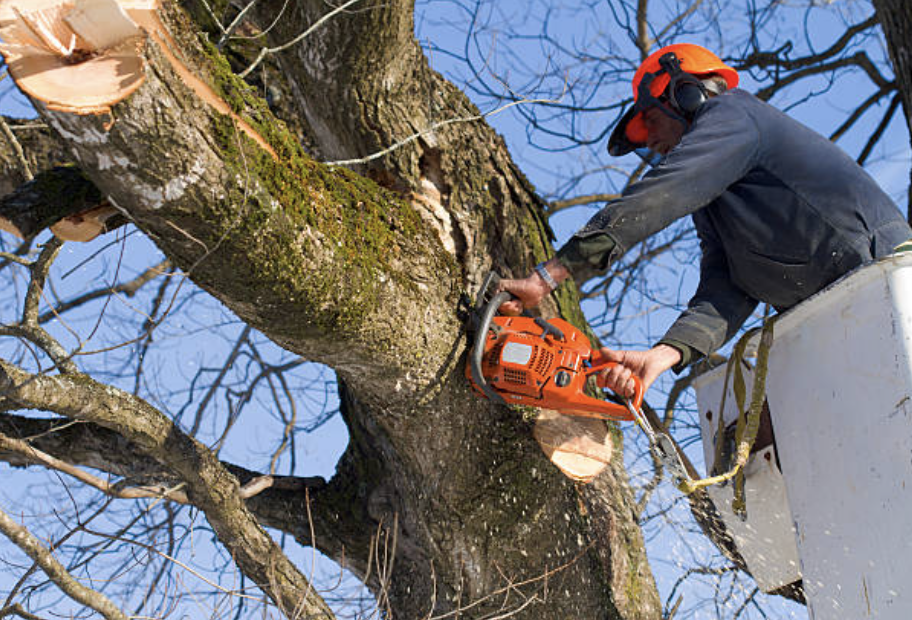 tree trimming clark wa