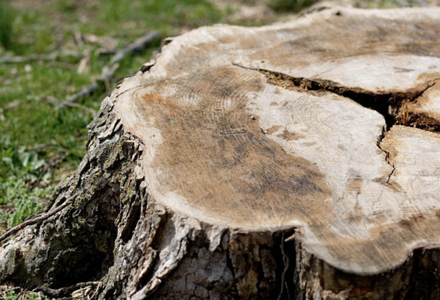 stump grinding Fern Prairie wa